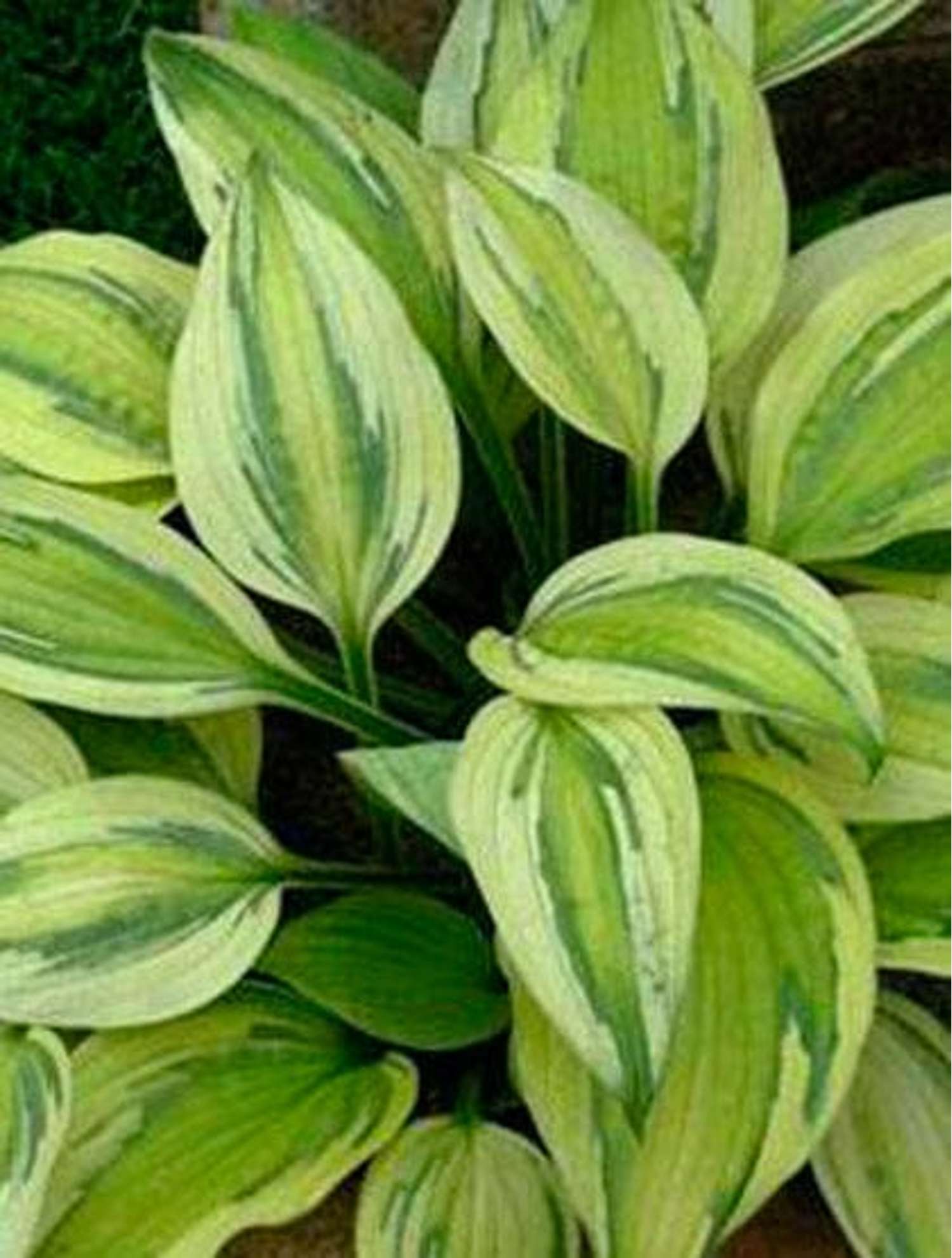 Hosta ‘Captain's Adventure’